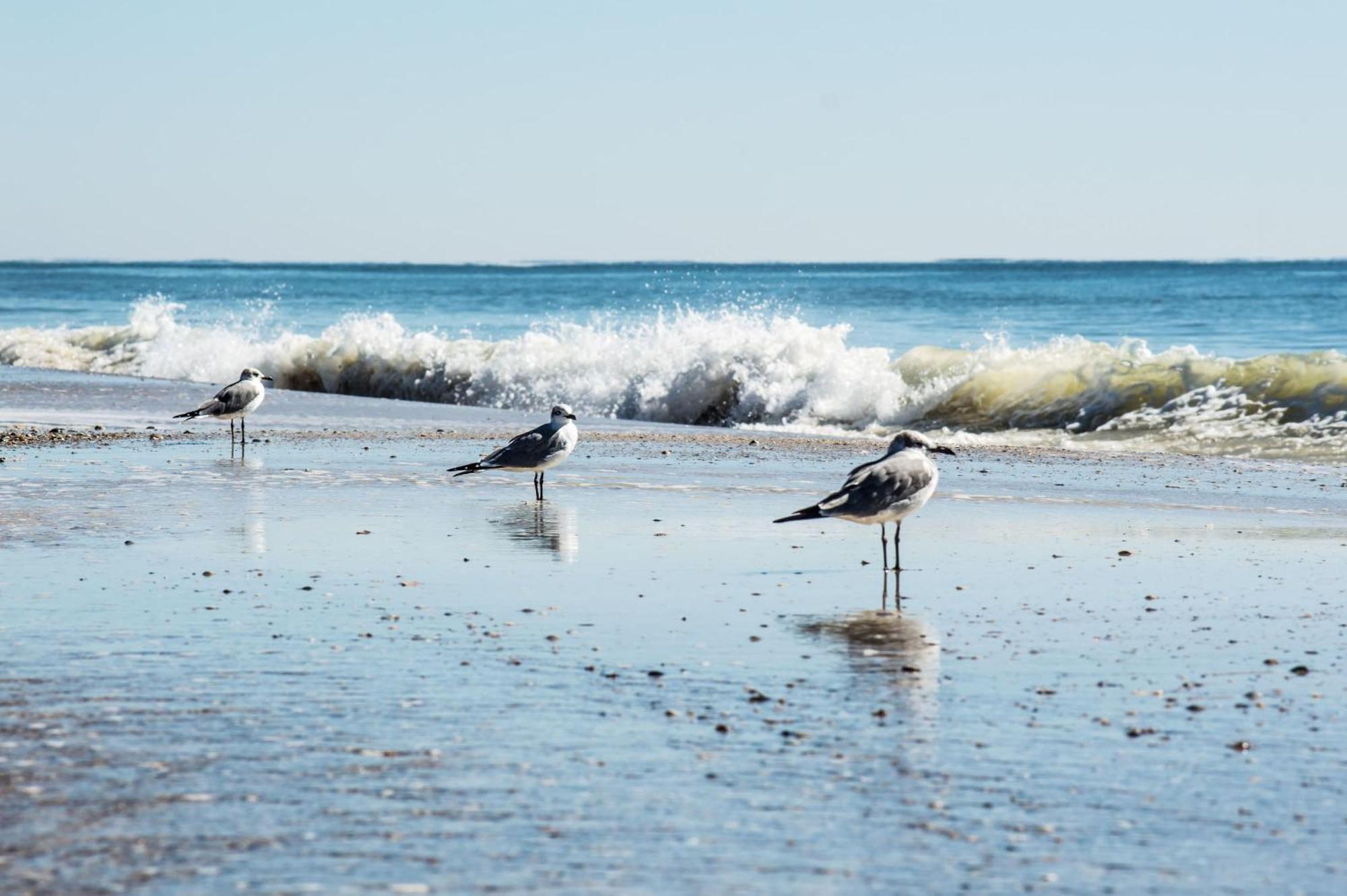 The Beach Is Only Steps Away Gulf Shores Exterior foto